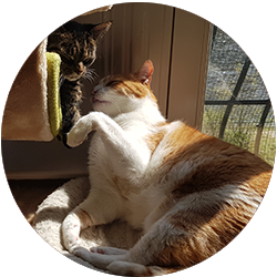 sanna en haar katten